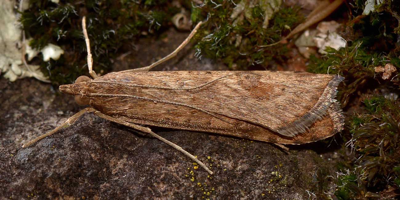 Nomophila noctuella, Crambidae